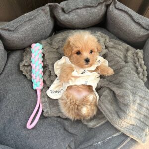 FEMALE : GOLDY